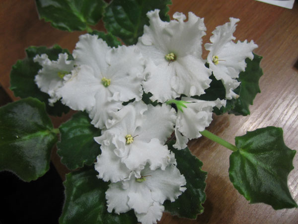 ЛЕ - Зимние Колокольчики