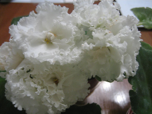 ЛЕ - Царевна Лягушка