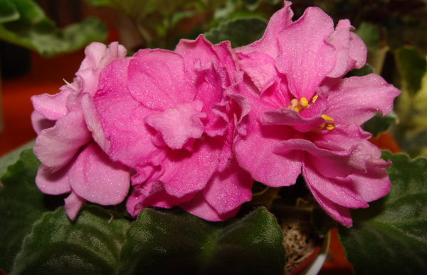 ЕК-Ласковый Май