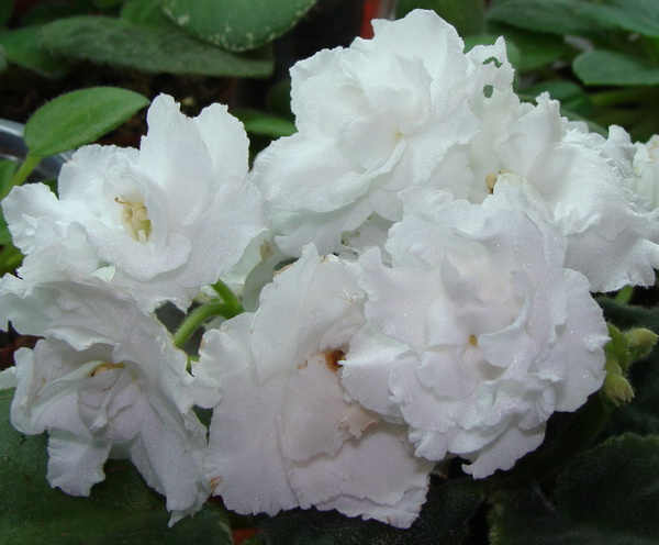 РС-Белая Магия