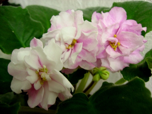 ЕК-ЖЕМЧУЖНЫЙ ЗЕФИР