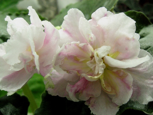 ЛЕ-САШЕНЬКА