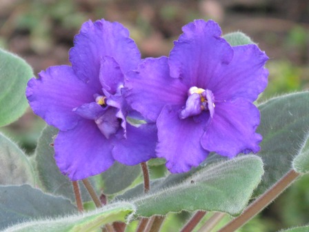 Морской Миф