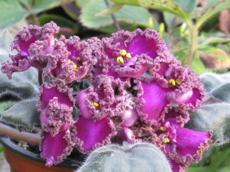 Lyon’s Pirate’s Treasure спорт