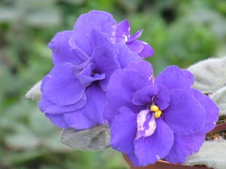 ЕК-Лаваодовый Мираж спорт