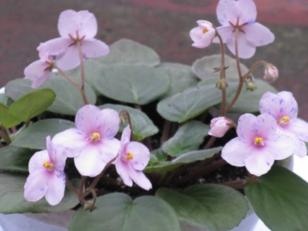 Enchanting Waterfall