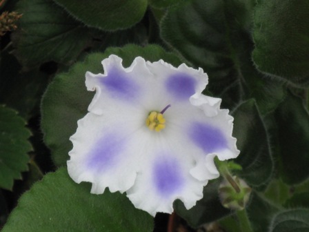 РС-Таинственный Странник