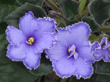 ЕК-Бирюзовая Медуза