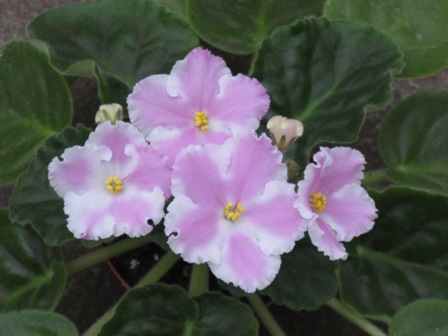 ЛиК-Танец Фламинго