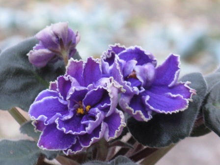 ЕК-Роза Арктики