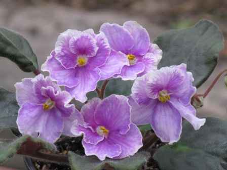 Эхо Карнавала