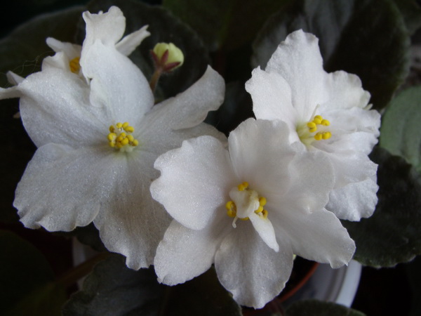 Pirates Goid спорт.jpg