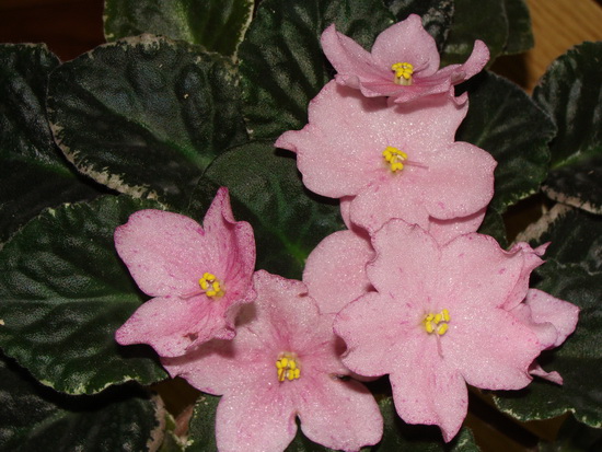 Buckeye Elusive Stars