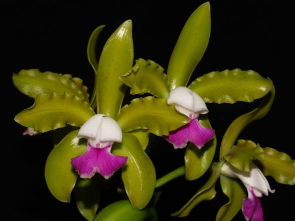 Cattleya leopoldii semi alba Number 1.jpg