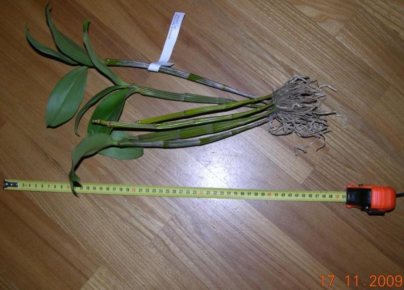 Фото орхидеи Dendrobium thyrsiflorum