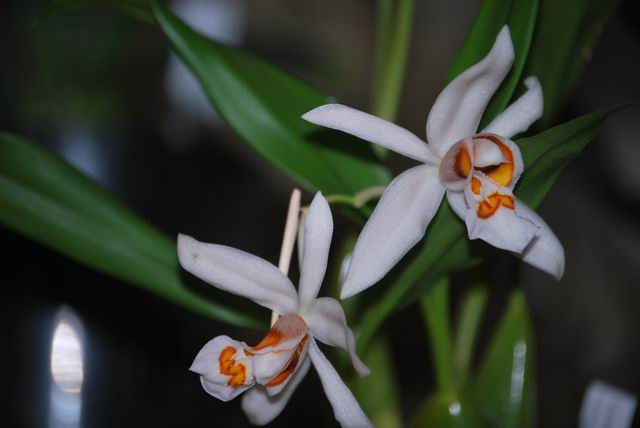 А у меня  Coelogyne nitida вот цветет  $:023