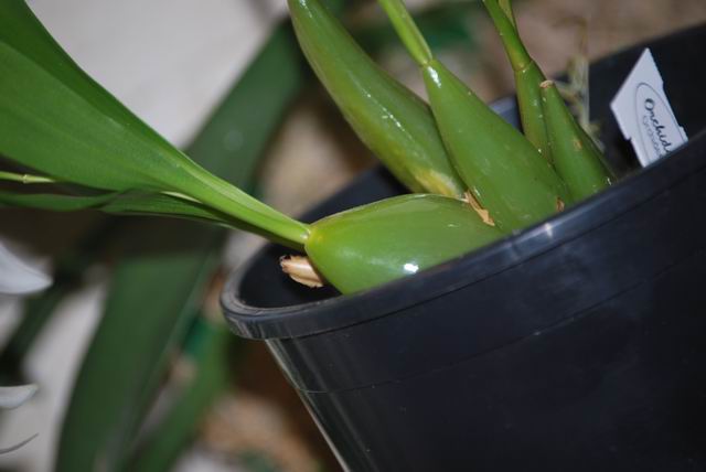 Вот такие волшебные бульбочки!