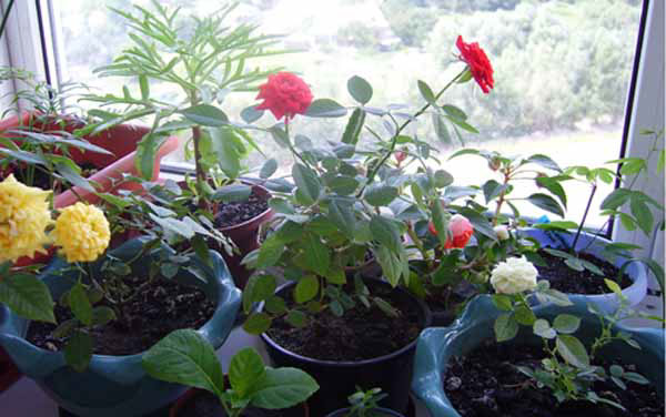 И розочки цветут во всю!