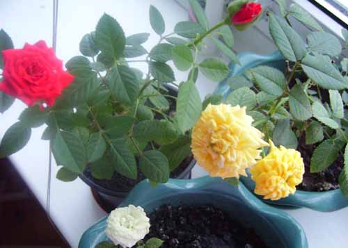 Фото сделано  неделю назад.