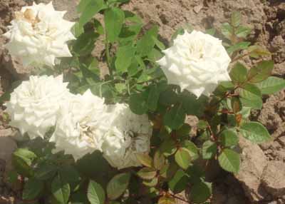 Уже отцветают!