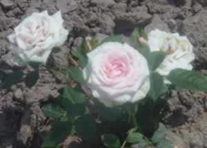 Извините за качество фото!