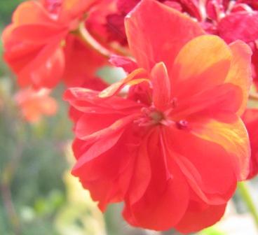 красн крупн.jpg