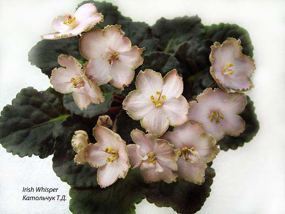 Irish Whisper bol.JPG