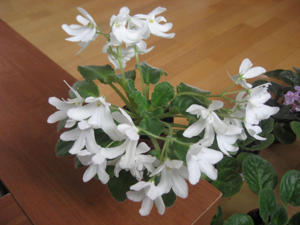 Lunar Lilly White.JPG