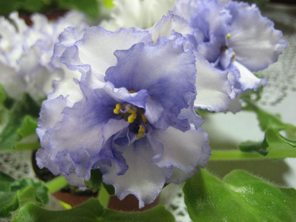 - Стильное Жабо.JPG