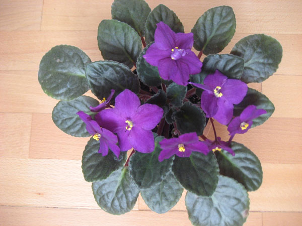 Rebel's Centennial Star.JPG