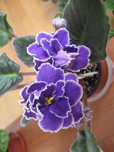 -Роза Арктики..JPG