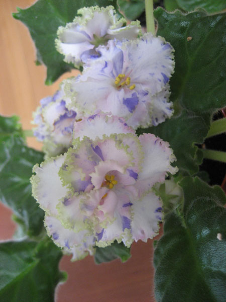 -Праздник Влюбленных.JPG