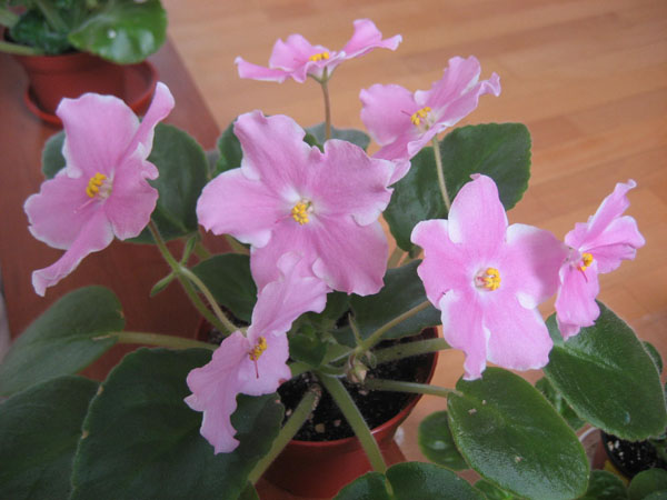 -Мой Ангел.JPG