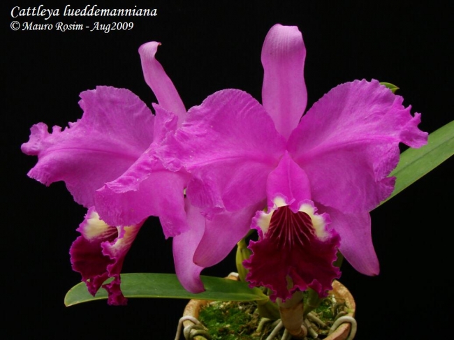 Z 747 C. lueddemanniana (Morena x OK-2) 'No. 1' x C. lueddemanniana dark lip - splash 2 1/2&quot;