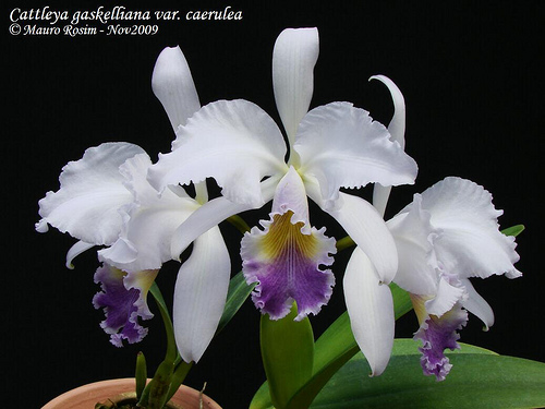 Z 526 C. gaskelliana caerulea (12-1) x C. gaskelliana caerulea (11-1)