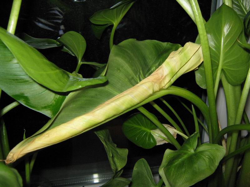 размера IMG_2532.JPG