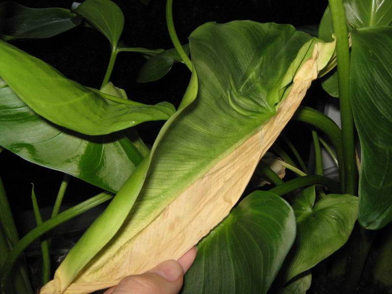 размера IMG_2533.JPG