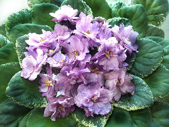 Ma's Fruit Smoothie.JPG