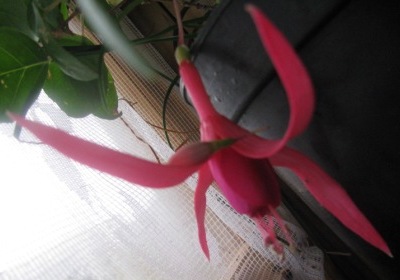 фуксия дл.jpg