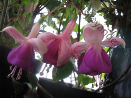 фуксия бузк 2.jpg