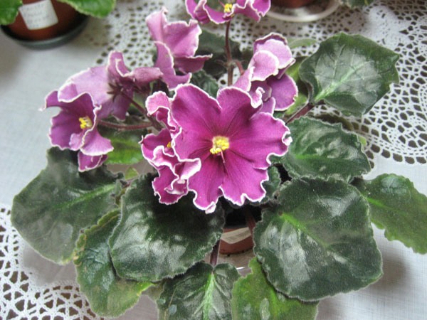 Cinnamon Ruffles.JPG