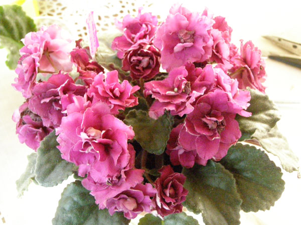 Aca's Red Charmer.JPG