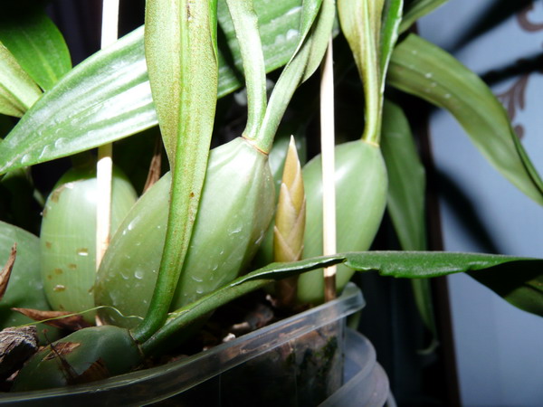 Coelogyna cristata 2009 11 24.jpg