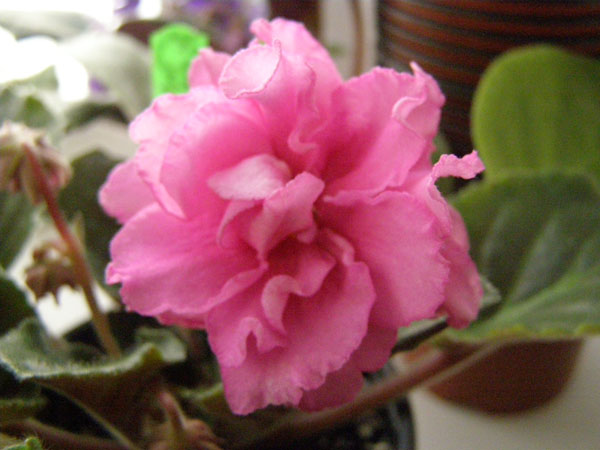 ЕК-Букет Императрици.JPG