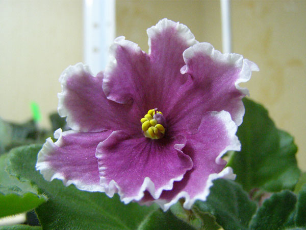 ЕК-Зимняя Вишня.JPG