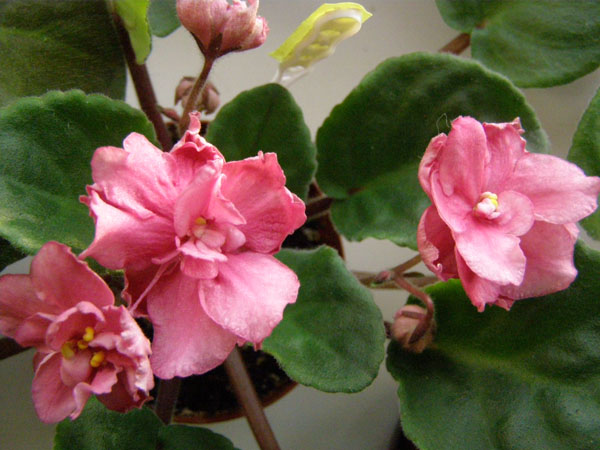 Лосось Домашний.JPG