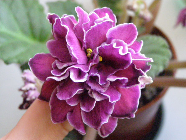 Frosted Midnight.JPG