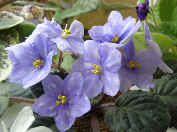 Ma's Toxis Spill.JPG