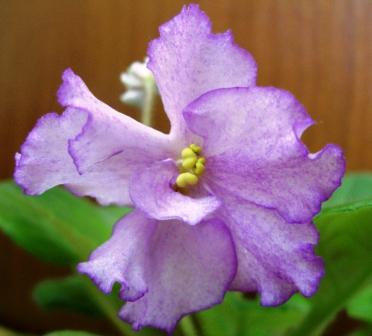 ЕК-Кружевные Зонтики.JPG