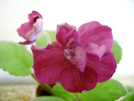 ЕК-Бой Быков